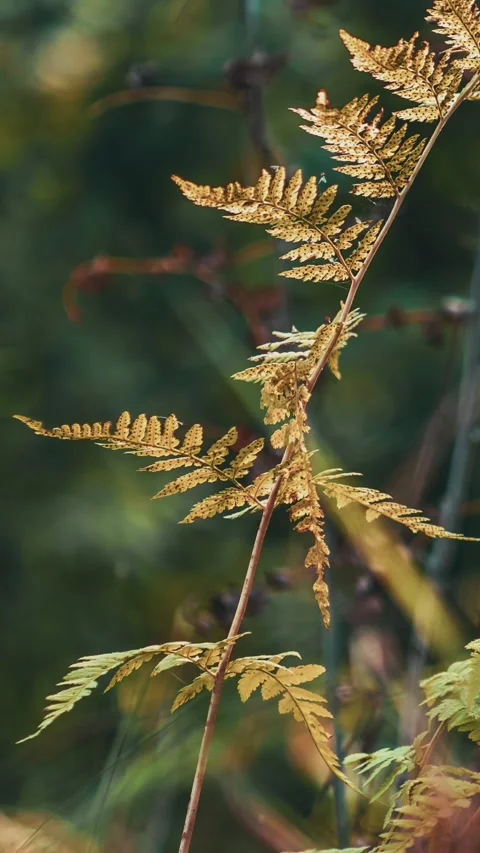Fall Coming Time-lapse In Forest. Fern Branches Turn Yellow in process. Transit Stock Footage 341156114
