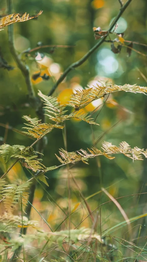 Fall Coming Time-lapse In Forest. Fern Branches Turn Yellow. Transition Time La Stock Footage 341214770