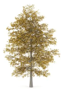 Fall common lime tree isolated on white background Stock Illustration