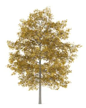 Fall common lime tree isolated on white background Stock Illustration