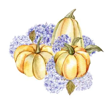 Fall composition with blue hydrangea and pumpkins. For cards, backgrounds. Wa Stock Illustration