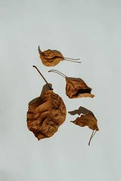 Fall composition Pattern of dry, twisted brown leaves on white background Stock Photos