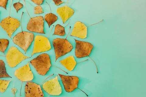 Fall composition Pattern Frame made of autumn dried leaves on blue background Stock Photos