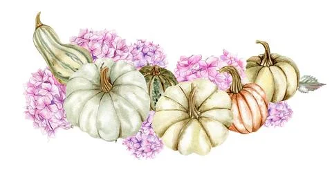 Fall composition with pink hydrangea and pumpkins. For cards, backgrounds. Wa Stock Illustration