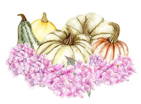 Fall composition with pink hydrangea and pumpkins. For cards, backgrounds. Wa Stock Illustration
