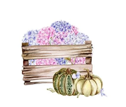 Fall composition with pink hydrangea and pumpkins. For cards, backgrounds. .. Stock Illustration