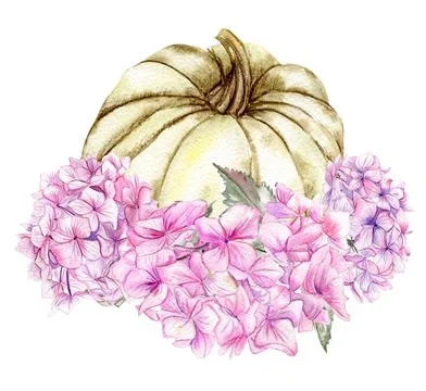 Fall composition with pink hydrangea and pumpkins. For cards, backgrounds. Wa Stock Illustration