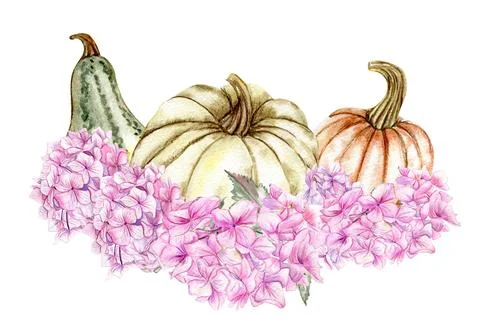 Fall composition with pink hydrangea and pumpkins. For cards, backgrounds. Wa Stock Illustration