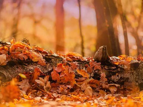 Fall concept and natural background perfect for seasonal use...Autumn leaves  Фото