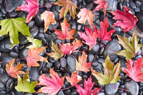 Fall Conceptual view of Fallen Maple Leaves Foto stock