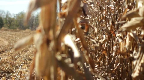 Fall corn harvest Stock Footage 1062243