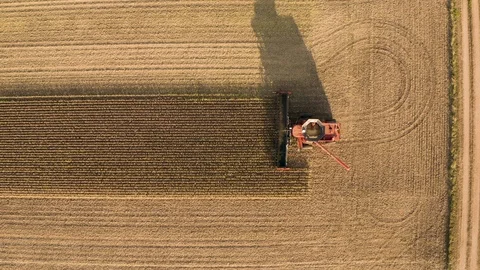 Fall Corn Harvesting from Above - 4K Aerial Realtime 스톡 동영상 97715405