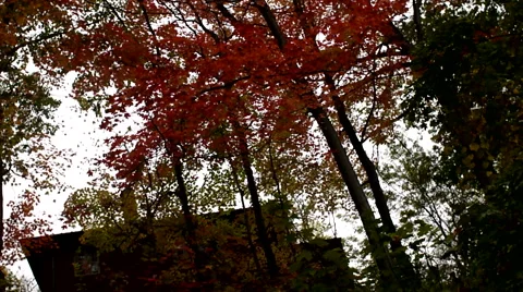 Fall by The Creek Video stock 60585570