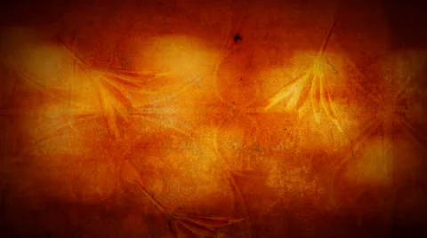 Fall Daisies Stock Footage 50764851