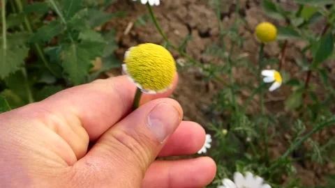 Fall daisy flower, closed petals daisy flower, Stock Footage 159239650