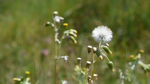 Fall dandelion Stock Footage 127907038