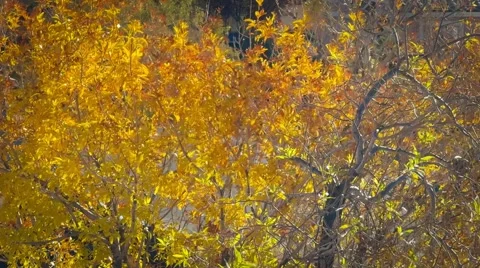 FALL DAY , SUNRISE Stock Footage 295440967