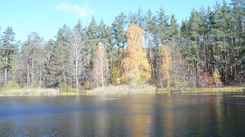 Fall daylight landscape, autumn forest tree near water, environment. Video stock 34991085