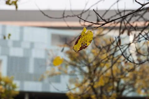 Fall. Dead trees and leaves. Park with city background Fotos Stock