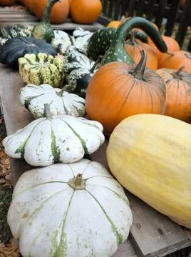 Fall Decor: A Collection of Pumpkins in Different Shapes, Colors, and Sizes for 스톡 사진