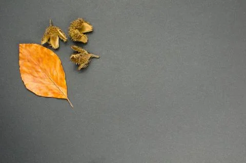 Fall decoration leaf and cones Stock Photos