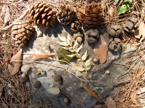 Fall decoration Stock Photos