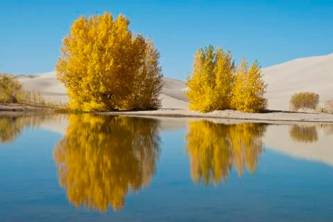 Fall desert poplars 스톡 사진