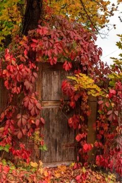 Fall door Foto stock