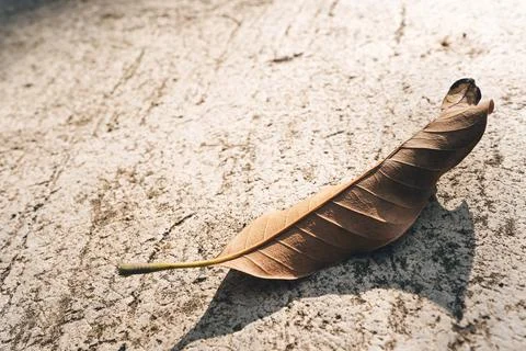 Fall dried mango leaf on concrete floor. Stock Photos