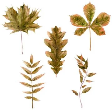 Fall dried tree leaves set. Oak, maple and chestnut leaves. Watercolour Stockillustratie
