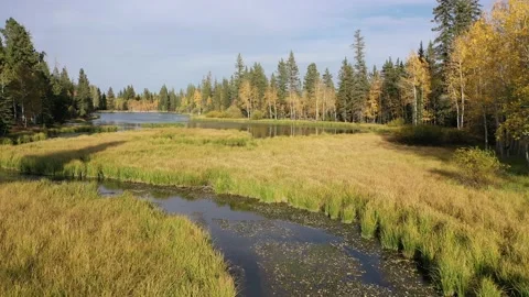 Fall drone flight over creek and pond Video stock 140623811