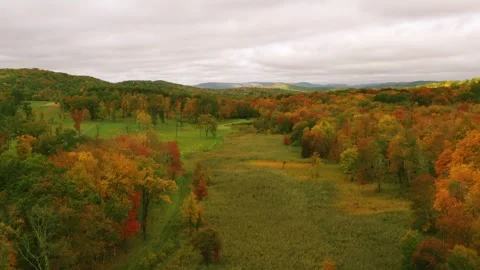 Fall Drone Trees Video stock 251588389