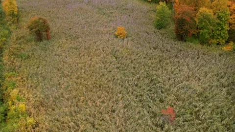 Fall Drone Valley Video stock 251588385