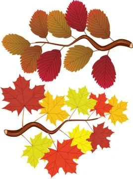Fall elm and maple leaves Stock Illustration