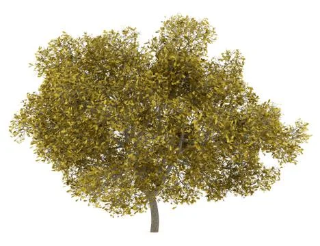 Fall english oak tree isolated on white background Illustrazione stock