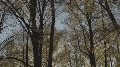 Fall in Estonia, City Park with Maple Trees 库存影片 219859264