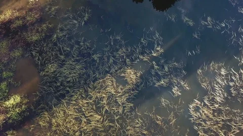 Fall with evergreens Stock Footage 91553606