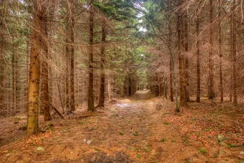 Fall fall trees and conifers in the mountains Stock Photos