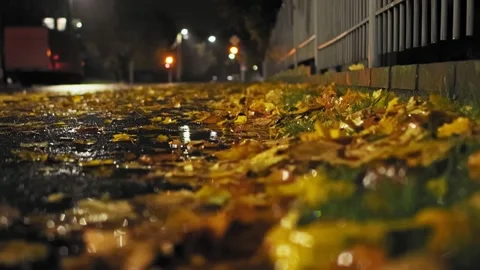 Fall. Fallen maple leaves are lying on road along fence during rain at autumn Stock-Footage 157878233
