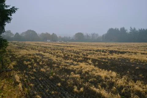 Fall field in Denmark Stockfoto's