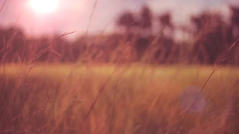 Fall Field of Grass Stock Footage 91554489