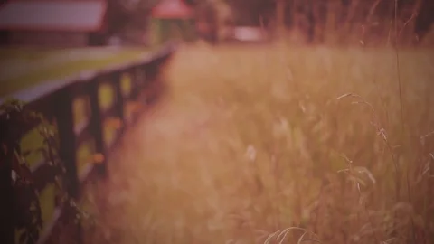 Fall Field of Grass Stock Footage 91554578