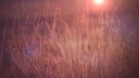 Fall Field of Grass Stock Footage 91554779