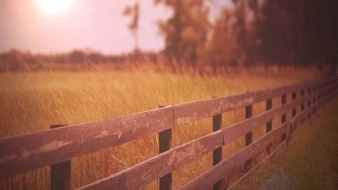 Fall Field of Grass Stock Footage 91554805