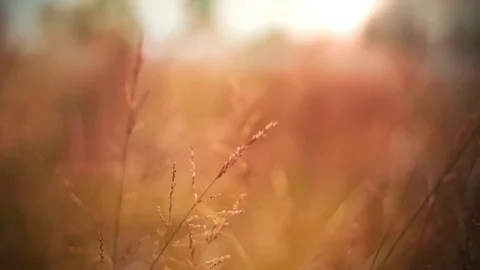 Fall Field of Grass Stock Footage 91554891