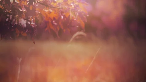 Fall Field of Grass Stock Footage 91554976