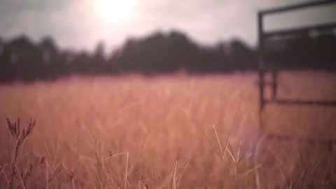 Fall Field of Grass Stock Footage 91555025