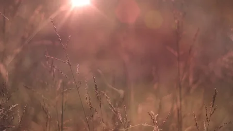 Fall Field of Grass Stock Footage 91555099
