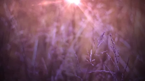 Fall Field of Grass Stock Footage 91555149