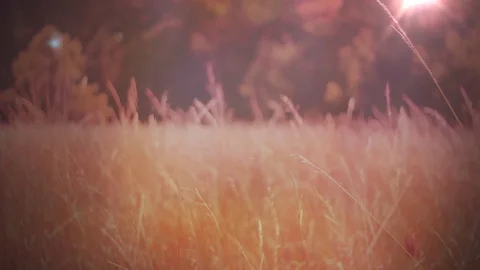 Fall Field of Grass Stock Footage 91555196